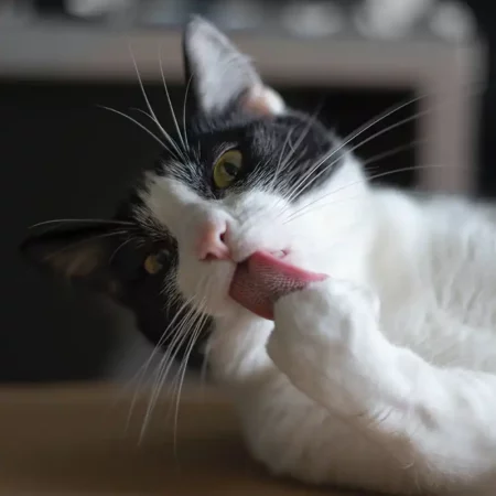 Trac Vu Rthr67x5to4 Unsplash